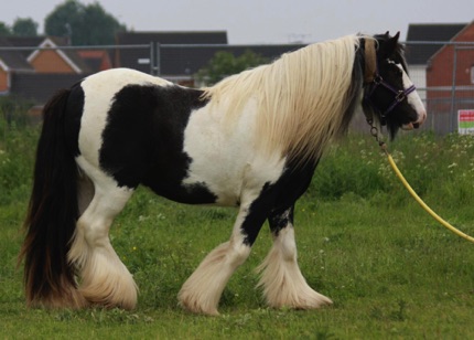 Son of the Ace
Promise's Sire
